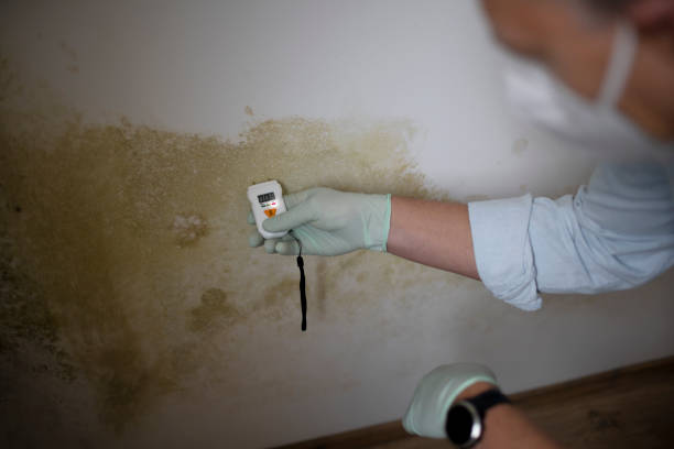 Best Basement Mold Remediation in Bradford, TN