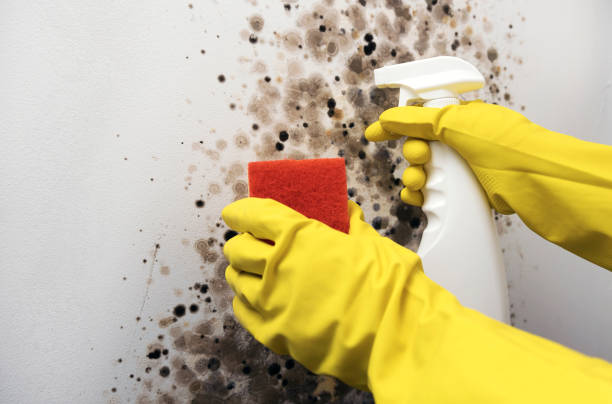 Best Black Mold Remediation in Bradford, TN