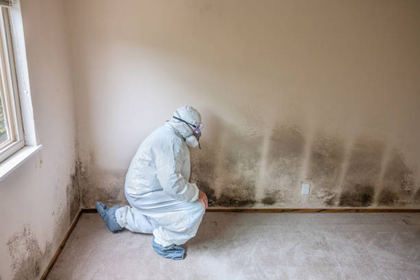 Best Health and Safety Mold Remediation in Bradford, TN