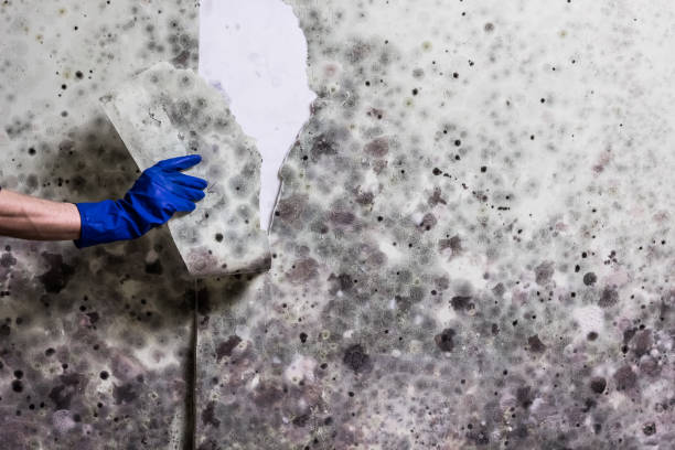 Best Crawl Space Mold Remediation in Bradford, TN